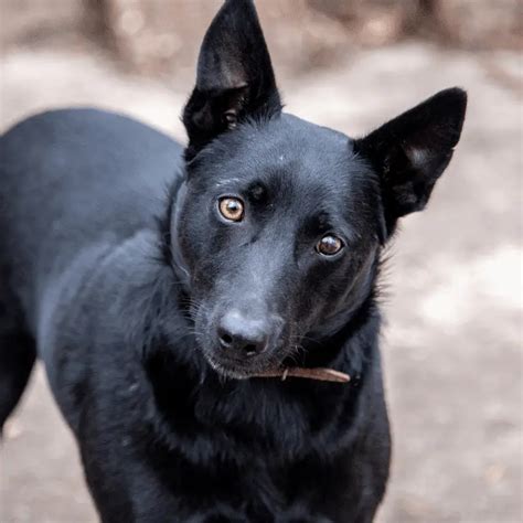 black dog with pointy ears|large black long haired dog.